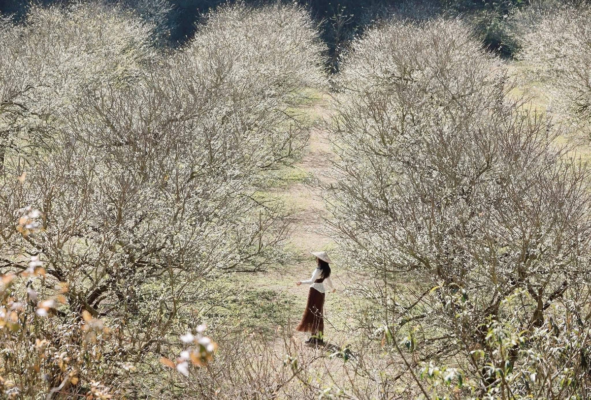 Những ngày đầu tháng 12, khi những đợt gió mùa đầu tiên tràn về, cao nguyên Mộc Châu (tỉnh Sơn La) bất ngờ khoác lên mình lớp áo trắng tinh khôi. Không phải tuyết, mà là những bông hoa mận nở trái vụ, bung sắc sớm hơn gần một tháng so với mùa chính. Ảnh Đinh Văn Phúc