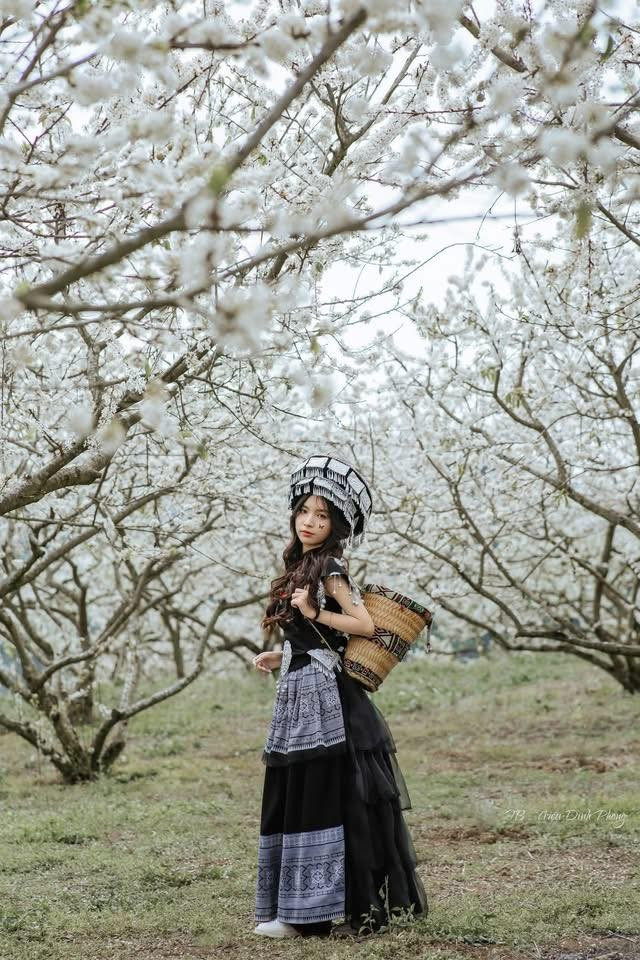 Sự xuất hiện của mùa hoa mận trái vụ không chỉ tạo thêm sức hút cho du lịch Mộc Châu mà còn mở ra cơ hội tăng thu nhập cho người dân. Nhiều vườn mở cửa cho khách tham quan, chụp ảnh hoặc trải nghiệm hái mận sớm, giúp đời sống bà con được cải thiện đáng kể. Trong bối cảnh du lịch trải nghiệm ngày càng được ưa chuộng, đây là lợi thế mà không phải vùng trồng mận nào cũng có được. Ảnh Mộc Châu Review