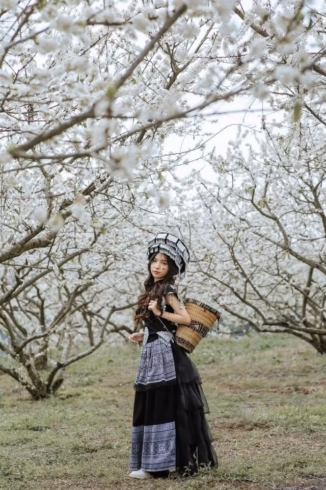 Sự xuất hiện của mùa hoa mận trái vụ không chỉ tạo thêm sức hút cho du lịch Mộc Châu mà còn mở ra cơ hội tăng thu nhập cho người dân. Nhiều vườn mở cửa cho khách tham quan, chụp ảnh hoặc trải nghiệm hái mận sớm, giúp đời sống bà con được cải thiện đáng kể. Trong bối cảnh du lịch trải nghiệm ngày càng được ưa chuộng, đây là lợi thế mà không phải vùng trồng mận nào cũng có được. Ảnh Mộc Châu Review