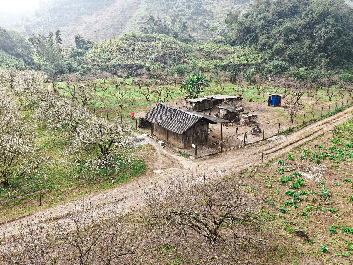 Khung cảnh ấy khiến bất kỳ du khách nào đặt chân đến cũng không khỏi ngỡ ngàng, bởi vẻ đẹp mềm mại và yên bình như một bức tranh mùa đông vừa được ai đó khẽ chấm phá lên sườn đồi. Ảnh Quang Kiên