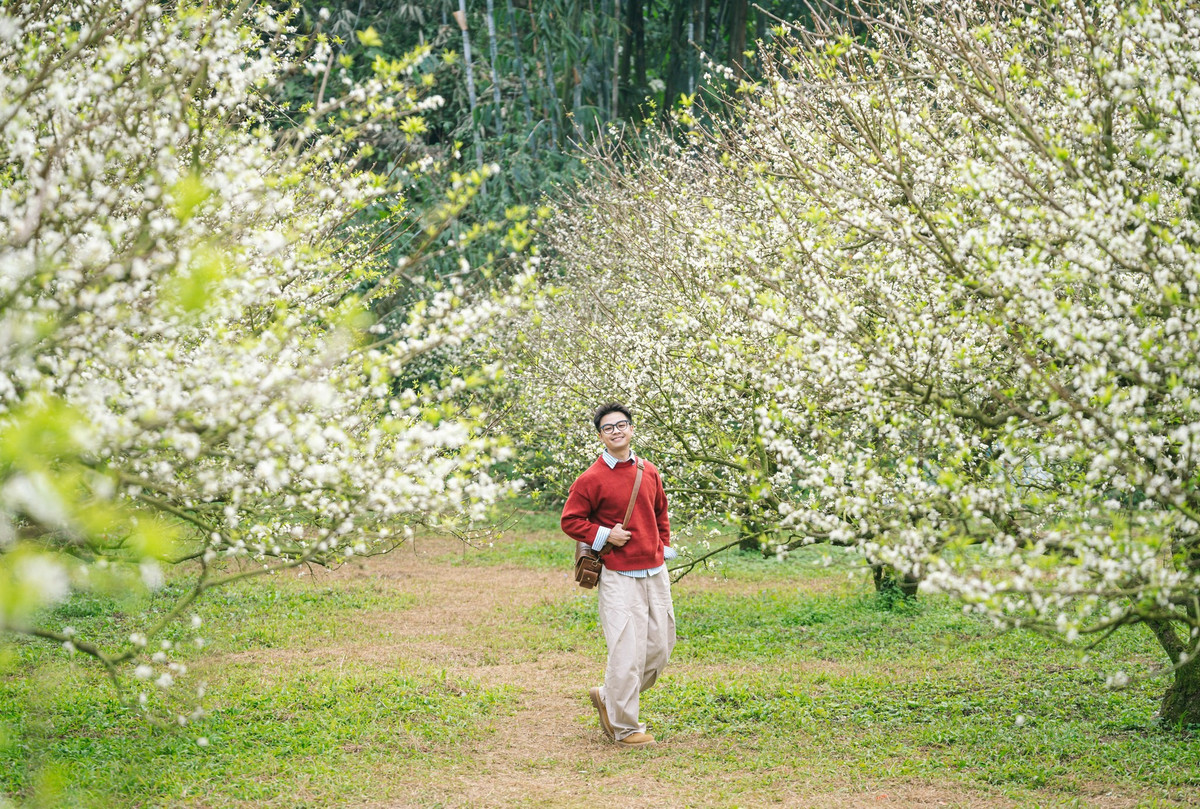 Đi tự túc vẫn là lựa chọn ưa thích của du khách trẻ nhờ quãng đường Hà Nội – Mộc Châu khá dễ đi, thuận tiện cho cả xe máy và ô tô. Sự chủ động về thời gian giúp du khách có thể “săn” những khoảnh khắc đẹp nhất trong ngày, đặc biệt từ 6h30 đến 9h sáng khi sương còn đọng trên cánh hoa. Lịch trình linh hoạt cho phép ghé thêm nhiều điểm như đồi chè trái tim, bản Pa Phách hay rừng thông bản Áng. Chi phí tự túc cũng khá mềm, phù hợp các nhóm bạn thích khám phá. Ảnh Quang Kiên