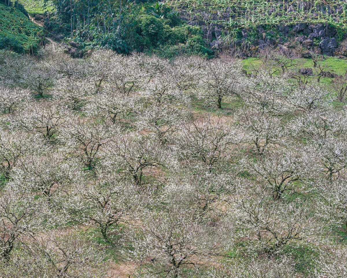 Thông thường, hoa mận ở Mộc Châu nở rộ vào cuối tháng 1 hoặc đầu tháng 2, khi tiết trời se lạnh chuẩn bị bước sang xuân. Tuy nhiên, những năm gần đây, người dân địa phương đã áp dụng kỹ thuật canh tác mới, giúp mận ra hoa sớm hơn. Ảnh Quang Kiên