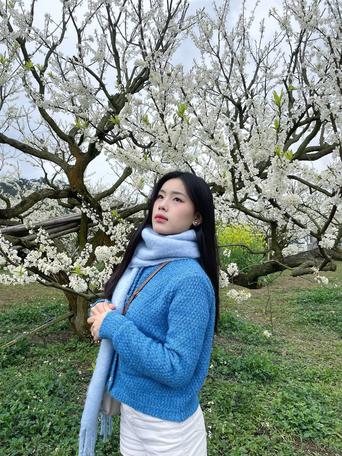 Tuy nhiên, đi tự túc đòi hỏi du khách chuẩn bị kỹ hơn, nhất là về thời tiết. Mùa đông Mộc Châu thường có sương mù dày, đường đèo trơn và tầm nhìn hạn chế. Với người lần đầu đi Tây Bắc hoặc gia đình có trẻ nhỏ, việc tự lái xe đôi khi gây mệt và mất thời gian. Ảnh Internet