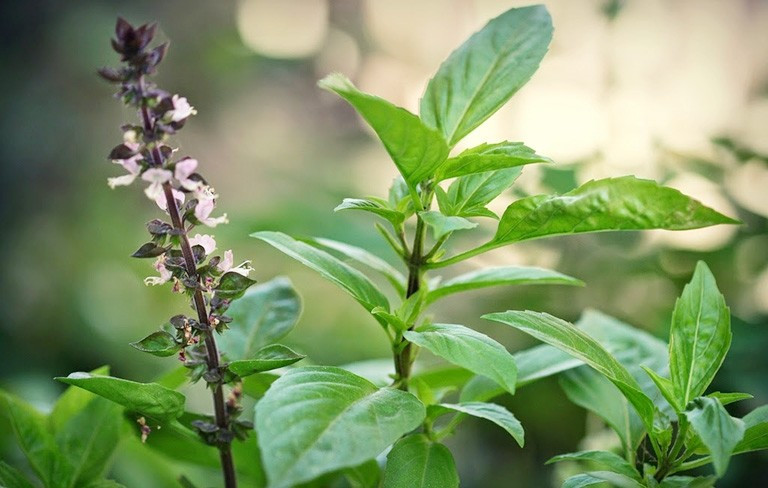 Đồng thời, các hợp chất sinh học trong húng quế còn hỗ trợ duy trì sự cân bằng của hệ vi sinh đường ruột, tạo điều kiện thuận lợi cho quá trình tiêu hóa và hấp thụ dưỡng chất. Ảnh minh họa