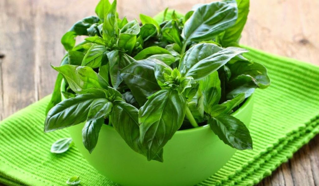 Bên cạnh tác dụng trực tiếp lên hệ tiêu hóa, húng quế còn mang lại lợi ích gián tiếp thông qua việc giảm căng thẳng. Căng thẳng tâm lý là yếu tố thường làm rối loạn hoạt động của dạ dày và ruột, gây ra các triệu chứng như đau bụng, co thắt hoặc rối loạn tiêu hóa. Ảnh minh họa