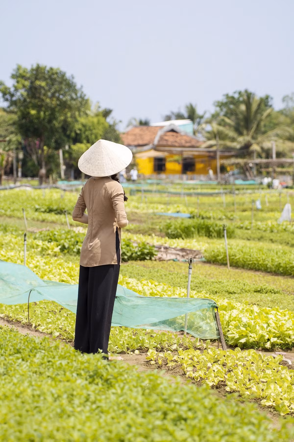 Nhiều gia đình có trẻ nhỏ chọn Trà Quế như một “lớp học xanh” để con trẻ hiểu hơn về thiên nhiên, quy trình trồng rau và giá trị của lao động chân chính. Bên cạnh đó, các chương trình dạy nấu ăn, thưởng thức ẩm thực làng rau cũng được nhiều người yêu thích. Ảnh Phunuso