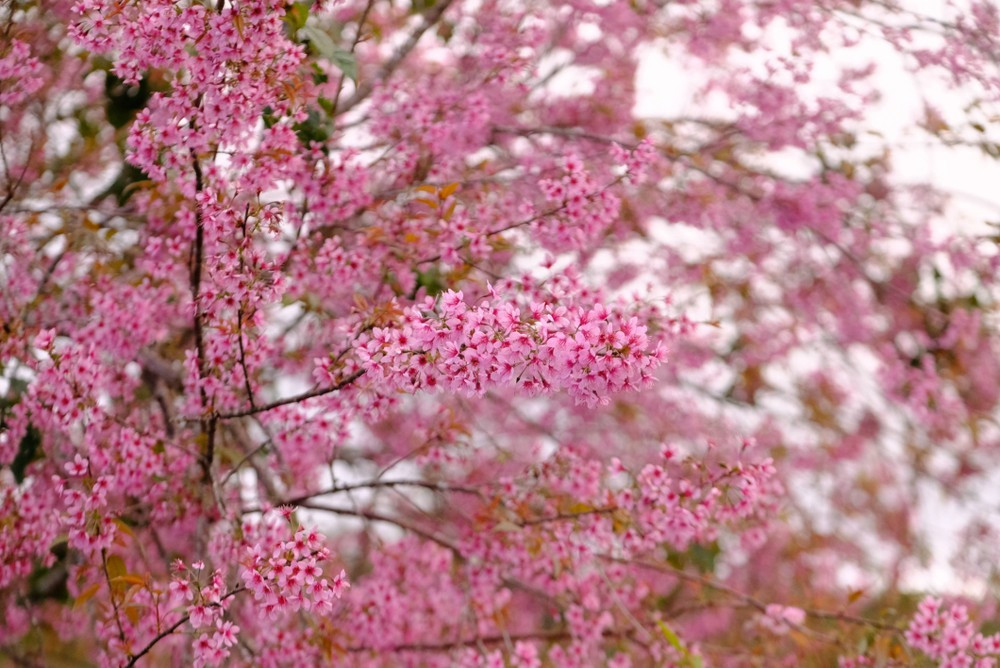 Với những du khách có lịch trình ngắn hoặc muốn ngắm hoa ngay trong hành trình di chuyển, đường Hùng Vương là lựa chọn thuận tiện. Hàng mai anh đào lâu năm dọc hai bên đường khi vào mùa đồng loạt khoe sắc, biến con đường quen thuộc thành điểm dừng chân lý tưởng để chụp ảnh nhanh mà không cần đi xa khỏi trung tâm thành phố. Ảnh Internet