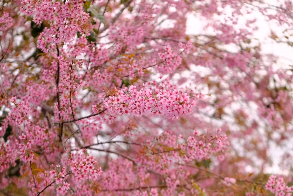 Với những du khách có lịch trình ngắn hoặc muốn ngắm hoa ngay trong hành trình di chuyển, đường Hùng Vương là lựa chọn thuận tiện. Hàng mai anh đào lâu năm dọc hai bên đường khi vào mùa đồng loạt khoe sắc, biến con đường quen thuộc thành điểm dừng chân lý tưởng để chụp ảnh nhanh mà không cần đi xa khỏi trung tâm thành phố. Ảnh Internet