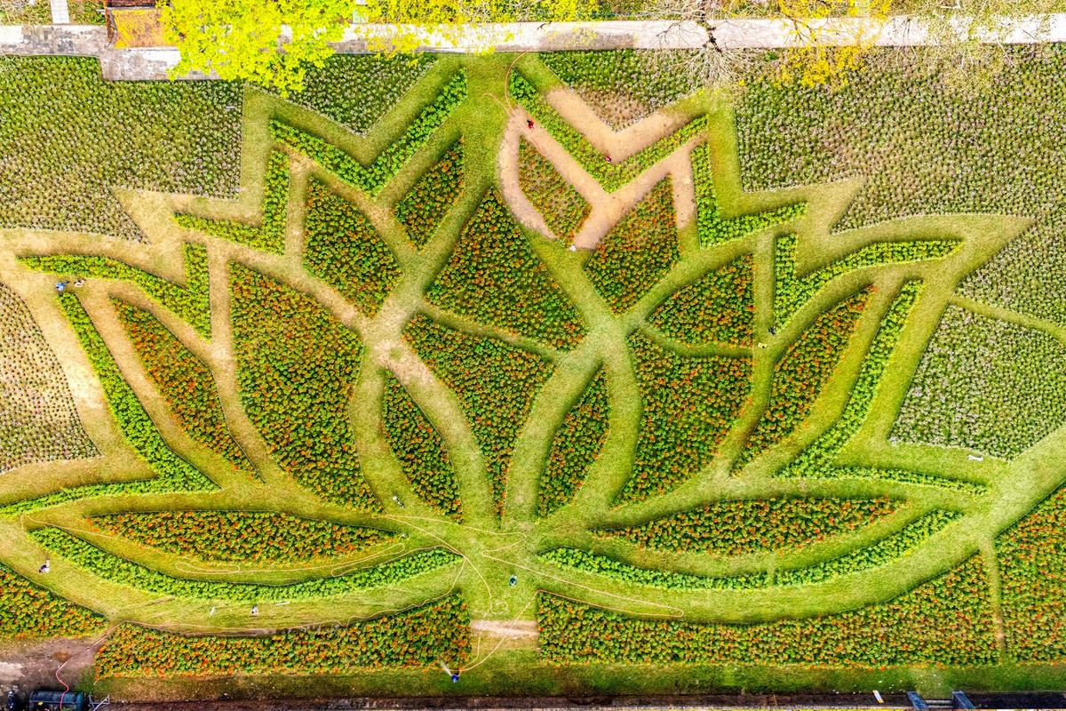 Những ngày giáp Tết Nguyên đán Bính Ngọ, không gian Kinh thành Huế bỗng khoác lên mình diện mạo rực rỡ, sống động với sự xuất hiện của đóa sen khổng lồ được kết từ hơn 50.000 chậu hoa. Ảnh Hoàng Phước