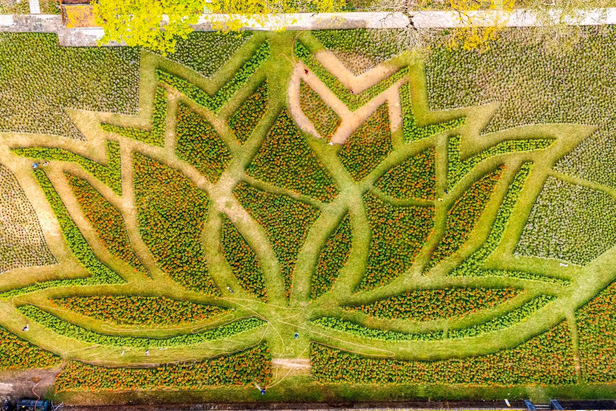 Những ngày giáp Tết Nguyên đán Bính Ngọ, không gian Kinh thành Huế bỗng khoác lên mình diện mạo rực rỡ, sống động với sự xuất hiện của đóa sen khổng lồ được kết từ hơn 50.000 chậu hoa. Ảnh Hoàng Phước