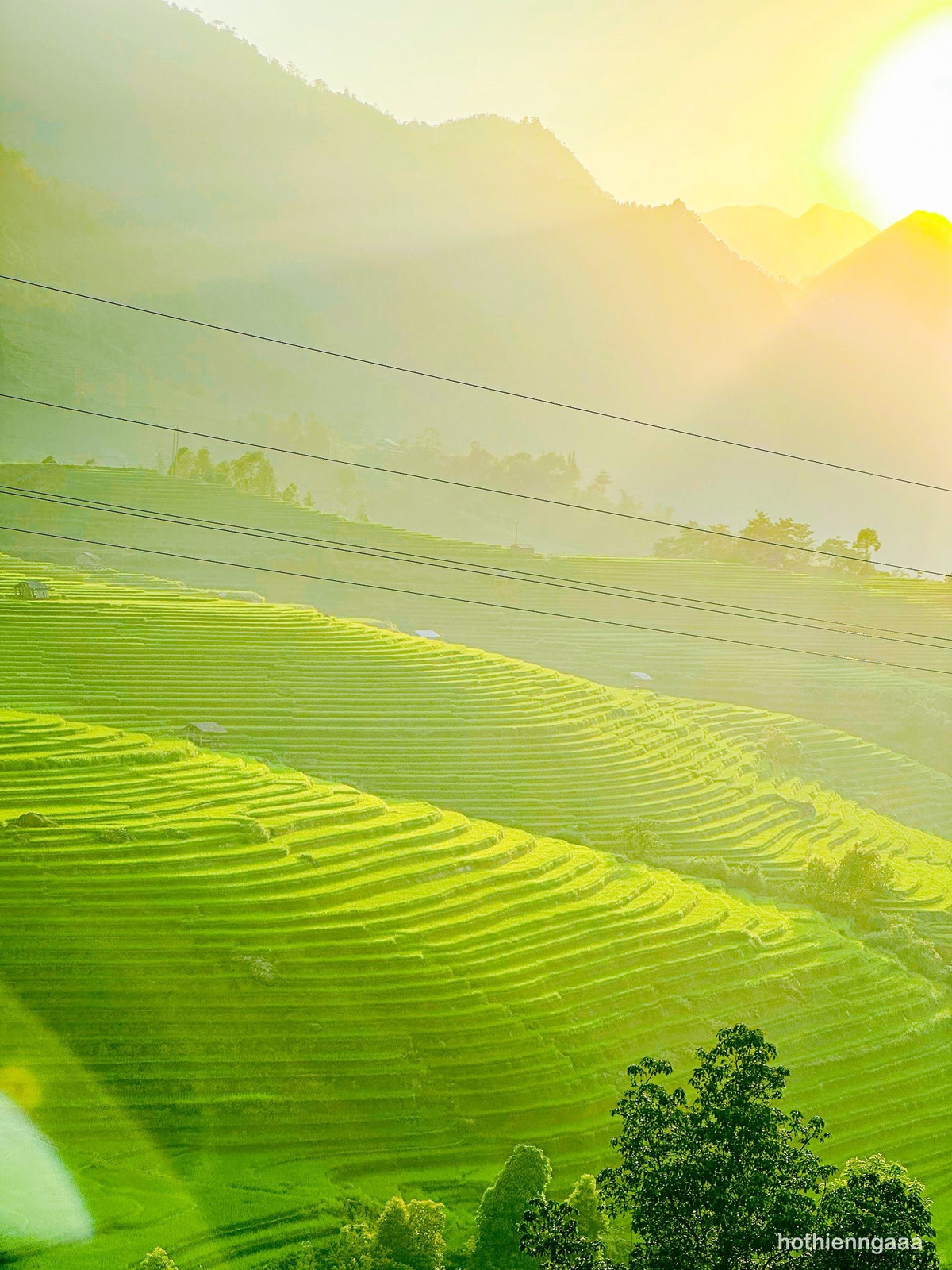 Mạ non vươn lên trong làn nước trong vắt, rung rinh theo gió. Ảnh Hồ Thiên Nga