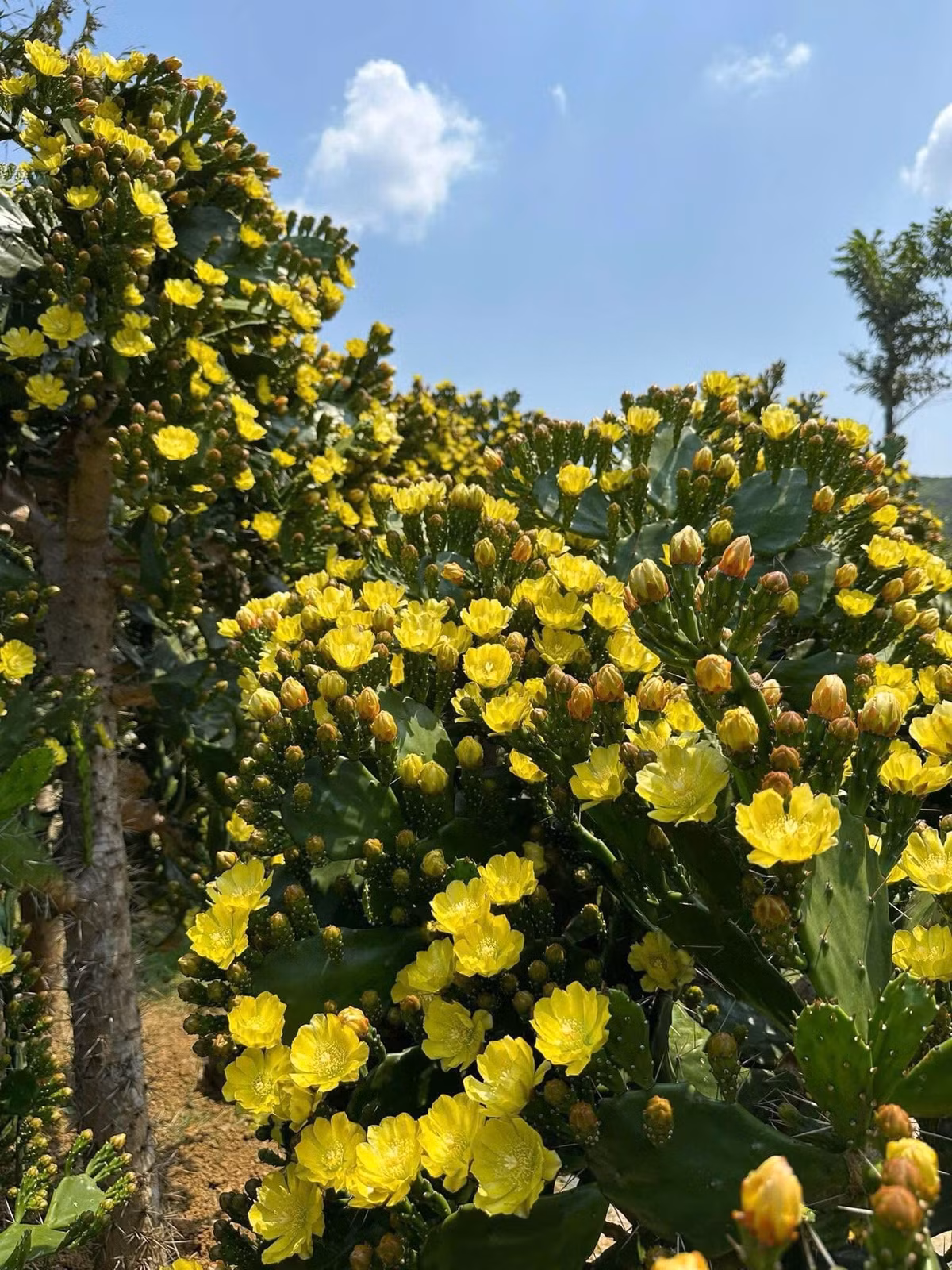 Chủ vườn cho biết, anh đã mất hơn 3 năm để gây dựng khu vườn như hiện tại, trải qua nhiều lần thử nghiệm và thất bại trước khi cây nở hoa thành công như bây giờ. Ảnh Oanh Bùi