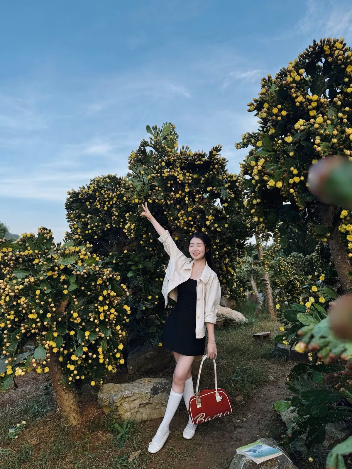 Thời điểm lý tưởng nhất để tham quan vườn xương rồng là từ tháng 4 đến tháng 8 hằng năm – khi hoa nở rộ trên nền xanh thẫm của thân cây, tạo nên khung cảnh vừa lạ mắt vừa thu hút. Ảnh Nguyễn Phương Lii