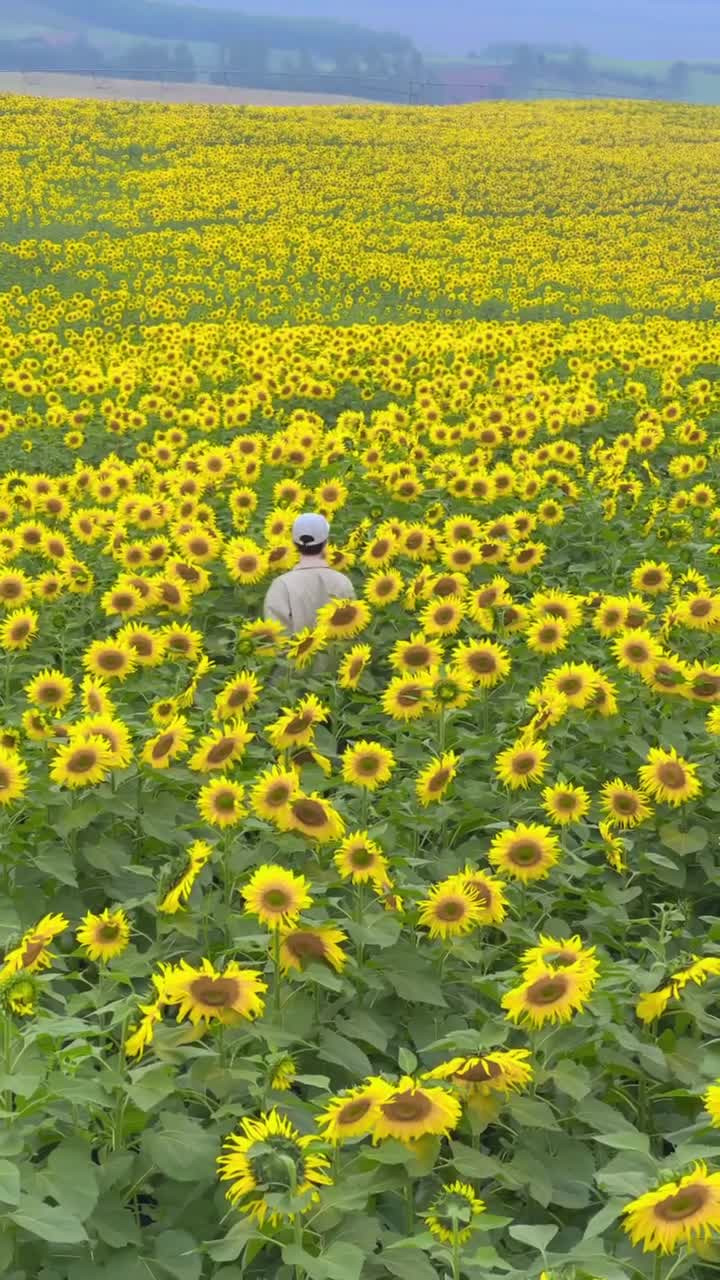 Sắc vàng trải dài trên nền xanh của đồi núi mang đến khung cảnh rực rỡ, tràn đầy sức sống, khiến cánh đồng hoa hướng dương Nghĩa Lâm tiếp tục được nhiều du khách ví là một trong những điểm ngắm hoa ấn tượng nhất Việt Nam vào mùa đông. Ảnh Thế Bình