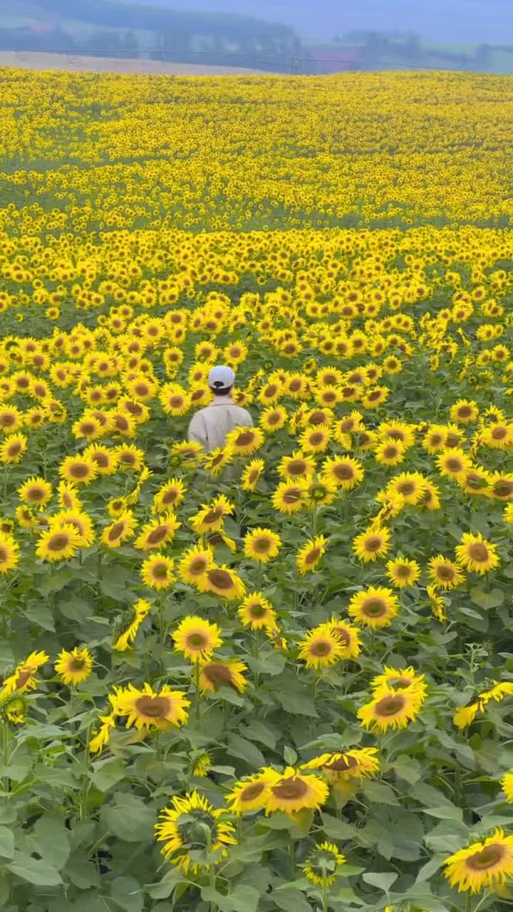 Sắc vàng trải dài trên nền xanh của đồi núi mang đến khung cảnh rực rỡ, tràn đầy sức sống, khiến cánh đồng hoa hướng dương Nghĩa Lâm tiếp tục được nhiều du khách ví là một trong những điểm ngắm hoa ấn tượng nhất Việt Nam vào mùa đông. Ảnh Thế Bình