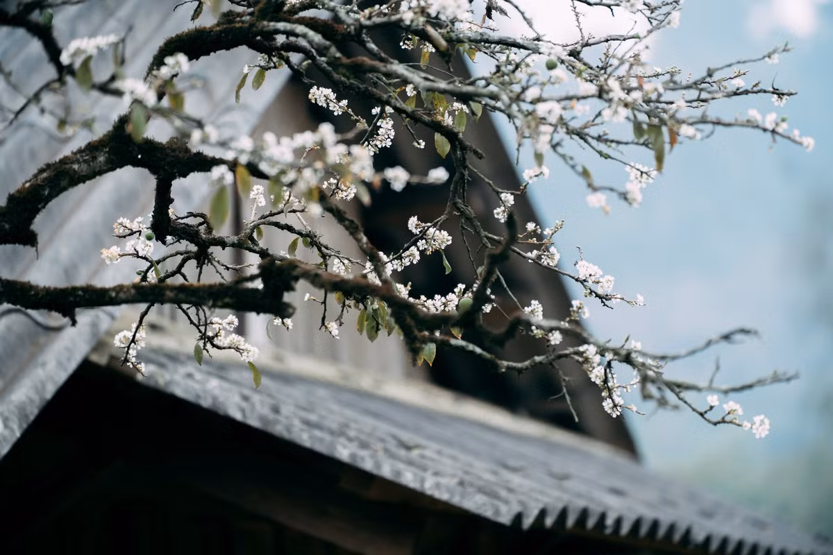 Hoa mận ở đây không rực rỡ sắc màu mà mang vẻ đẹp tinh khôi, thuần khiết. Những cánh hoa trắng nhỏ xếp chồng lên nhau, nổi bật trên nền trời xanh nhạt và núi đồi trập trùng, khiến khung cảnh tựa như một thước phim điện ảnh.