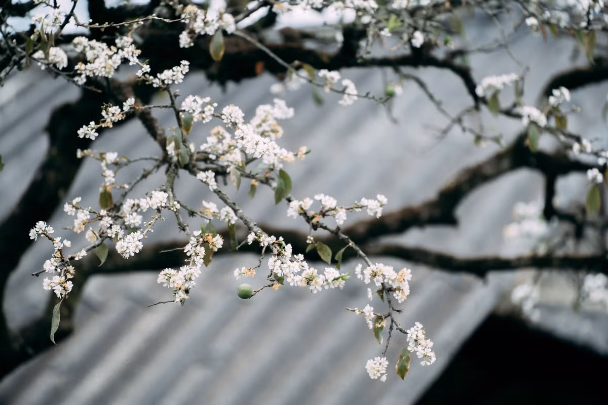 Ngoài ngắm hoa mận, đến Phiêng Cành, du khách còn có cơ hội tìm hiểu đời sống sinh hoạt của người Mông địa phương. Những ngôi nhà trình tường, mái gỗ đơn sơ nằm rải rác giữa các vườn mận, trẻ em nô đùa trước hiên nhà, phụ nữ Mông trong trang phục truyền thống cần mẫn bên khung cửi hoặc chăm sóc vườn cây – tất cả tạo nên bức tranh đời sống dung dị, chân thật.