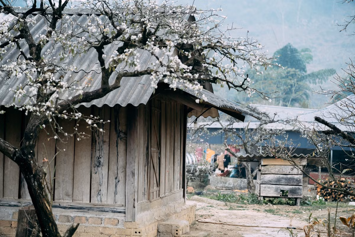 Điều làm Phiêng Cành trở nên đặc biệt không chỉ nằm ở mùa hoa, mà còn ở không khí yên bình hiếm có. Con đường dẫn vào bản quanh co, hai bên là những hàng mận nở rộ, thỉnh thoảng xen lẫn mái nhà gỗ đơn sơ, khói bếp bảng lảng trong sương sớm. Không còi xe, không hàng quán ồn ào, nơi đây mang đến cảm giác tách biệt hoàn toàn với nhịp sống vội vã thường ngày.