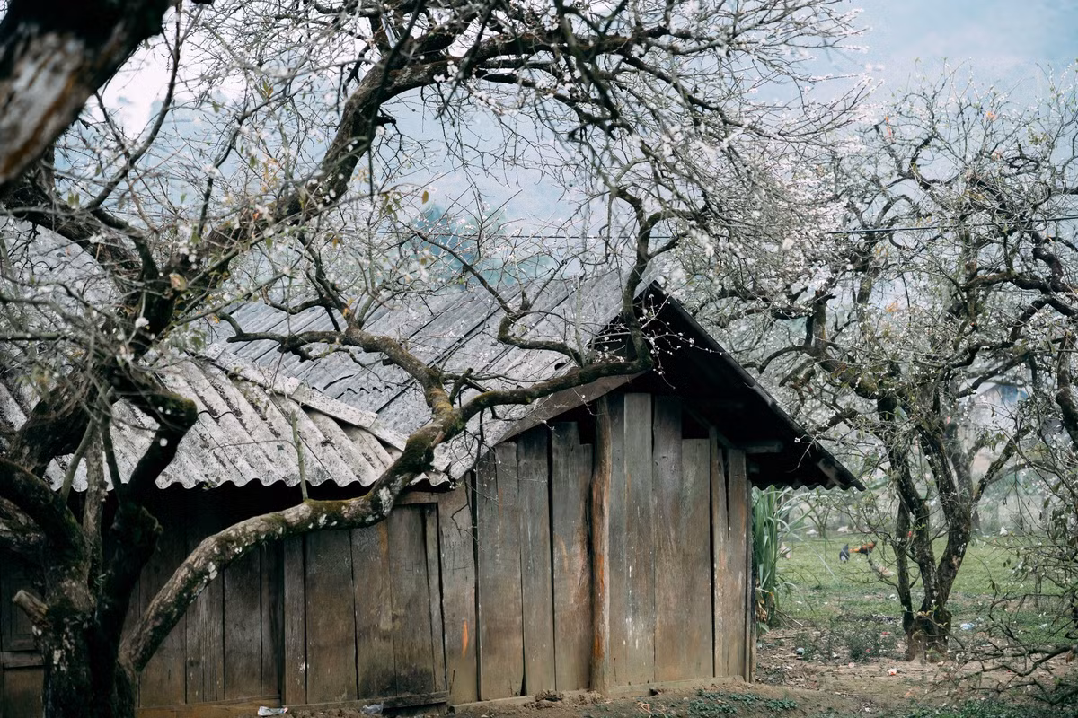 Thời điểm sáng sớm hoặc chiều muộn là lúc hoa mận lên màu đẹp nhất, sương nhẹ và ánh nắng dịu, rất thích hợp để chụp ảnh. Khi tham quan, du khách nên tôn trọng không gian sống của người dân, không tự ý hái hoa, bẻ cành hay xả rác trong vườn mận. Một chuyến đi văn minh sẽ góp phần giữ gìn vẻ đẹp nguyên sơ của Phiêng Cành cho những mùa hoa sau.