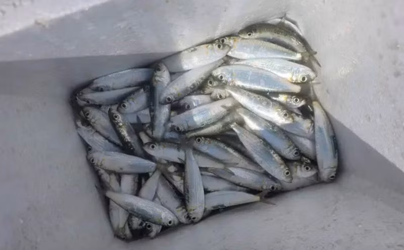 Đây cũng là nhóm sản phẩm có tiềm năng mở rộng sang thị trường quốc tế nơi nhu cầu với thực phẩm giàu omega-3 ngày càng cao. Ảnh Đức Thảo