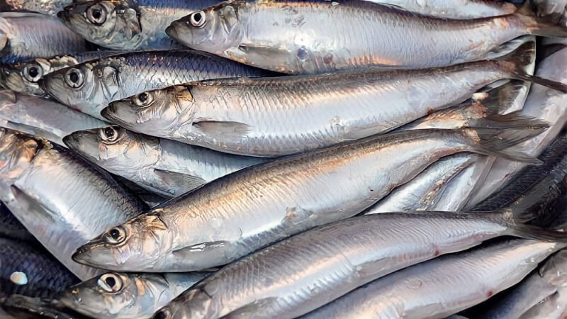 Điểm chung của hai loại cá này là giá thành “mềm” nhưng giá trị dinh dưỡng lại rất cao. Hiện nay, cá trích tươi có giá khoảng 60.000–100.000 đồng/kg, cá mòi tươi dao động từ 40.000–80.000 đồng/kg. Các sản phẩm đóng hộp cũng khá phổ biến, giá từ 25.000–50.000 đồng. Ảnh BHX