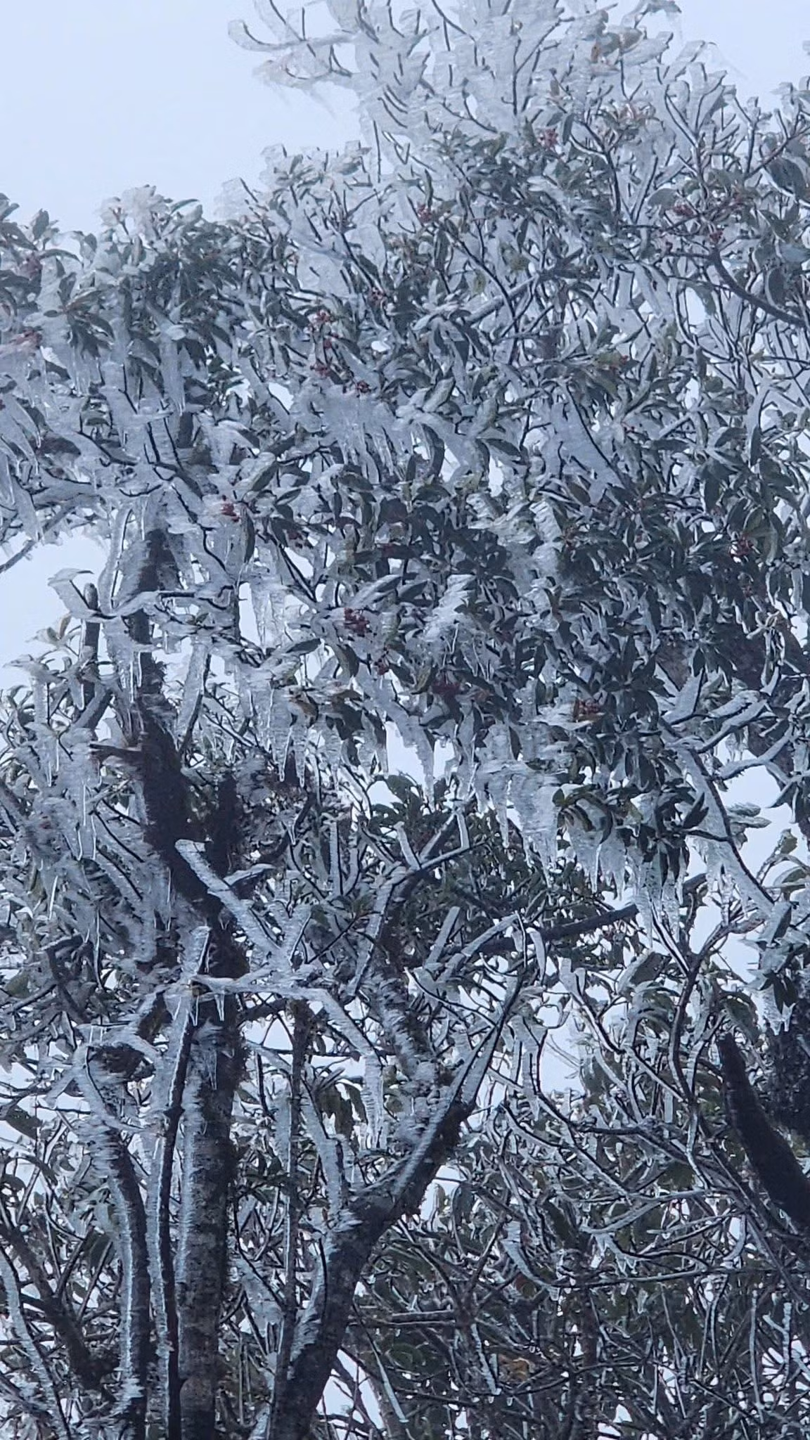 Lớp băng mỏng phủ lên đá và cành cây tạo nên cảnh sắc trắng lạnh, như khoác lên núi rừng Tây Bắc một chiếc áo mùa đông. Thời tiết bắt đầu trở rét từ tối 18/11, đến sáng hôm sau băng xuất hiện rõ rệt tại khu vực đỉnh cao 2.868 m. Ảnh Sùng A Hà