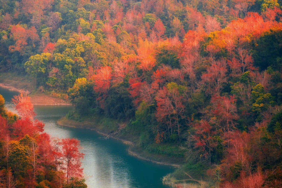 Fra Ban Viet-sjøen kan besøkende fortsette reisen til nærliggende berømte attraksjoner som Ban Gioc-fossen, Nguom Ngao-hulen eller Co La-fossen. I turistlandskapet i Trung Khanh er ikke Ban Viet-sjøen et støyende eller prangende reisemål, men roen og skjønnheten i de skiftende bladene gjør den til et minneverdig stopp for mange naturelskende turister. (Foto av Tran Tien Dung)