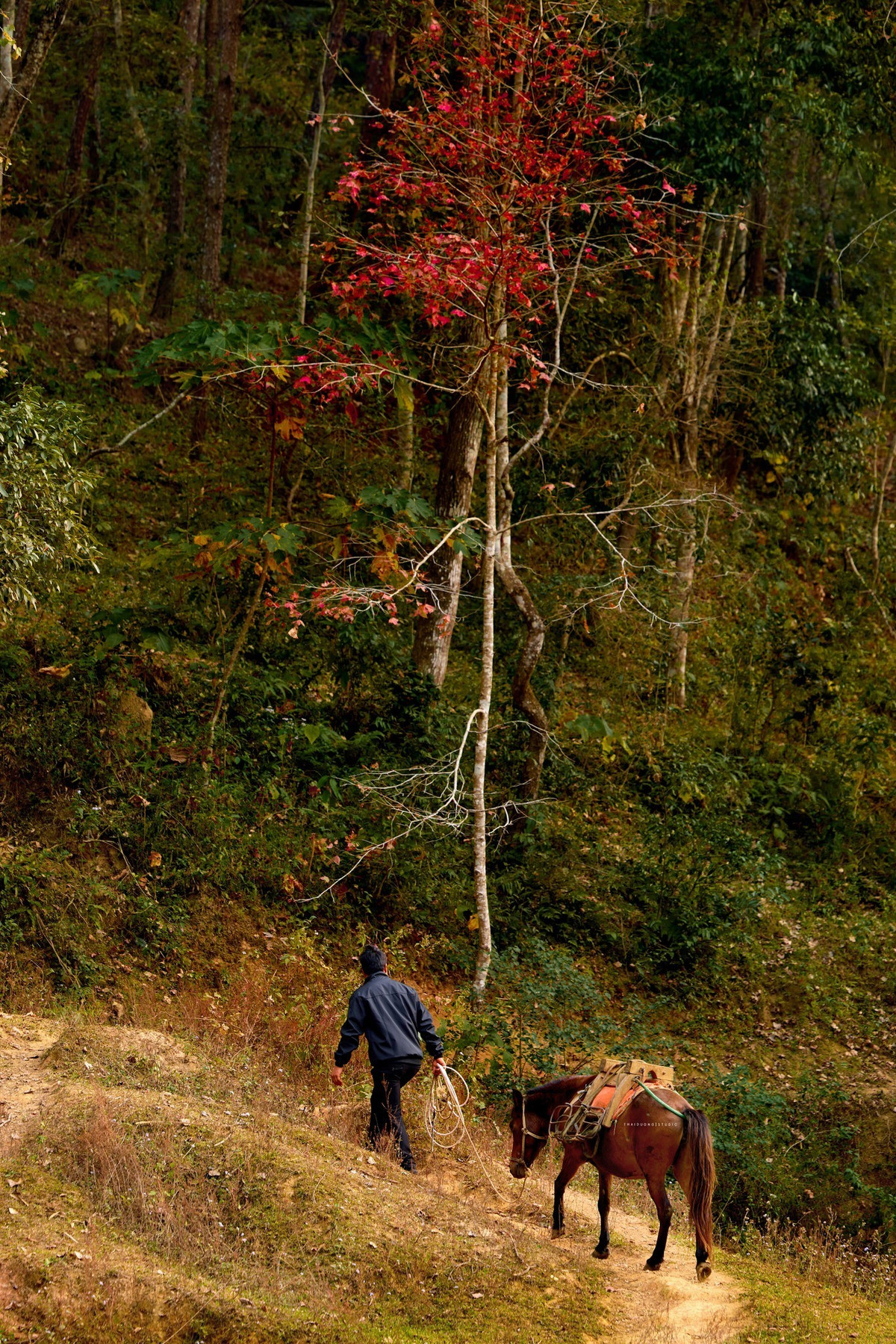 Området ved innsjøen er også egnet for korte campingturer. Å tilbringe en kveld med å slå opp telt ved innsjøen, nyte et lett måltid med venner eller familie, og se på stjernehimmelen blant fjellene i Cao Bang er en opplevelse mange unge turister elsker. Det er imidlertid viktig å forberede tilstrekkelig personlig utstyr og følge sikkerhetsforskriftene. (Foto: Thai Duong AC)