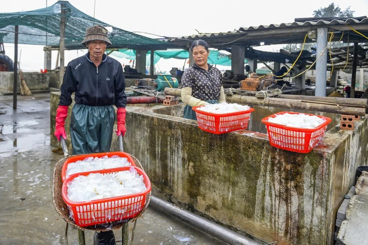 Sứa sau chế biến được tiêu thụ tại nhiều địa phương, phục vụ các món ăn quen thuộc như gỏi sứa, nộm sứa hay sứa muối những món ăn được nhiều du khách ưa chuộng vào mùa hè. Ảnh Báo Thanh Hóa