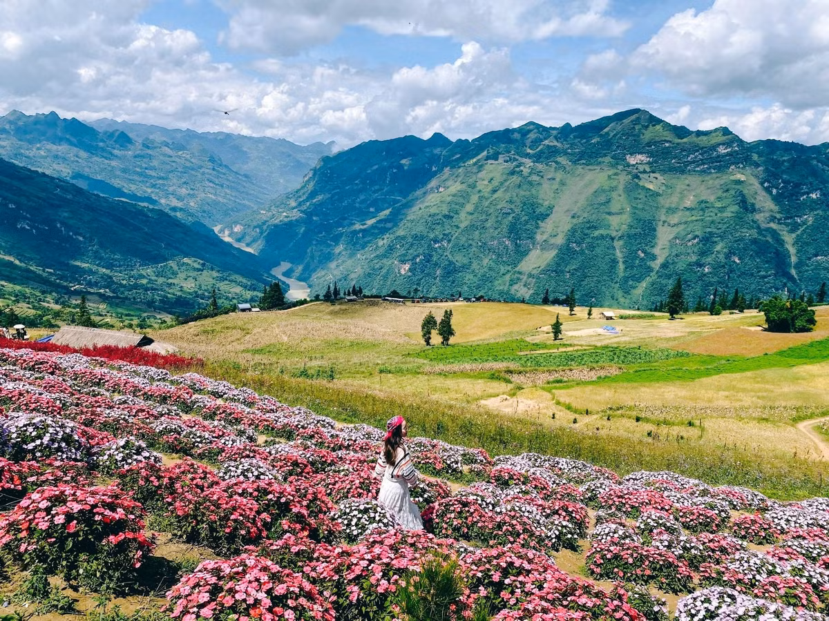 Thảo nguyên xanh mướt điểm xuyết hoa tam giác mạch, hoa cải, hoa mào gà trở thành phần thưởng xứng đáng cho đoạn đường đất đỏ gập ghềnh. Buổi chiều, nhóm men theo Đèo Gió trở về Tân Quang, kết thúc hai ngày khám phá Hoàng Su Phì để chuẩn bị sang Mù Cang Chải. Ảnh Thẩm Ngọc Nguyễn