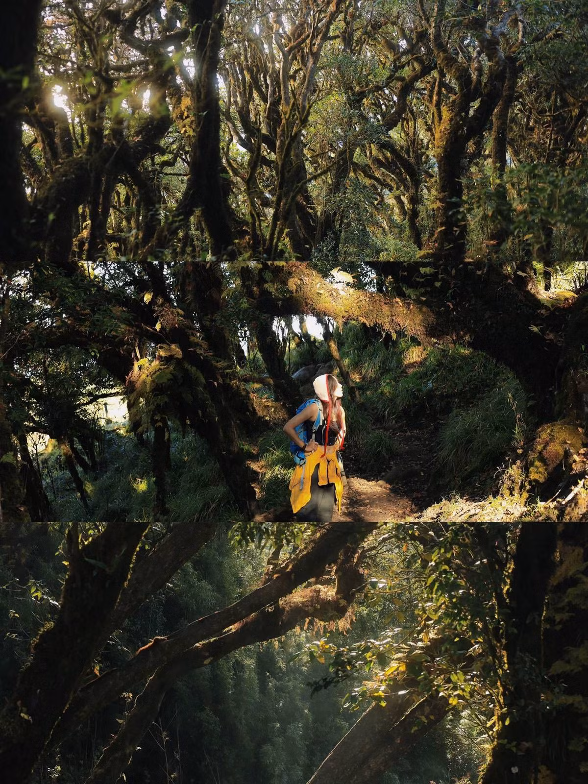 Điểm đặc biệt làm nên sức hút của rừng Sa Mu chính là những thân cây cổ thụ được phủ kín bởi lớp rêu xanh mướt mềm mại. Ảnh ngthugiang.02