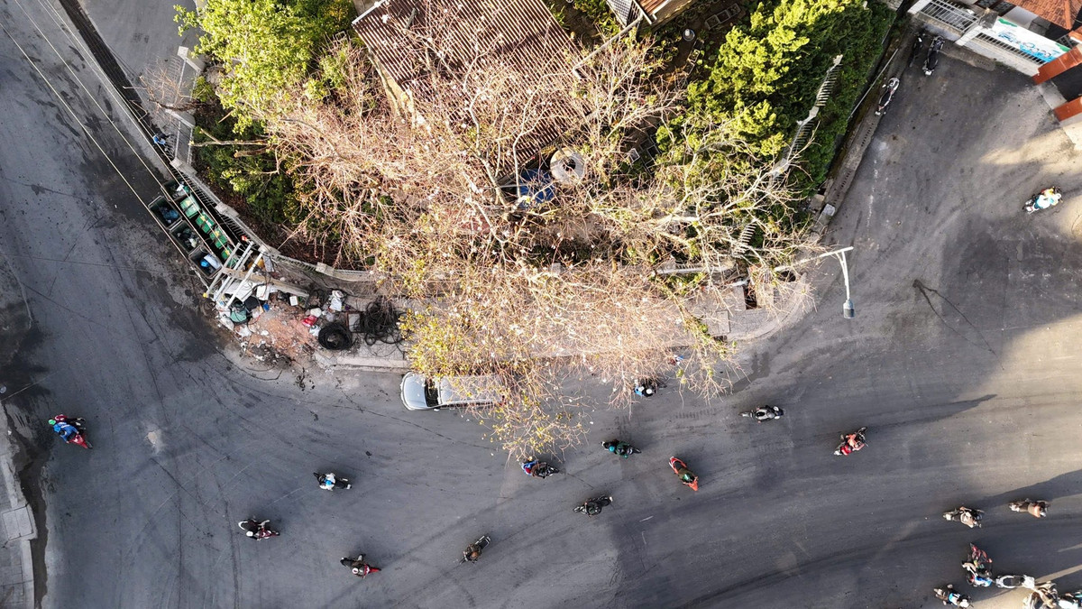 Mùa hoa ban trắng không ồn ào, cũng không trở thành tâm điểm đông đúc của du lịch Đà Lạt. Nhưng chính sự xuất hiện chừng mực ấy lại khiến loài hoa này trở thành điểm nhấn đặc biệt mỗi độ xuân về. Giữa tiết trời cao nguyên dịu mát, những chùm hoa trắng lặng lẽ nở trên cao như lời nhắc nhẹ nhàng rằng Đà Lạt vẫn luôn có những mùa đẹp rất riêng, đủ để níu chân du khách bằng sự tinh khôi và bình yên. Ảnh Bảo Ân