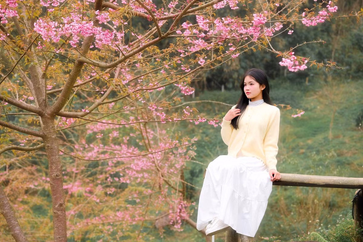 Từ sáng sớm, con đường dẫn vào xóm Mừng đã rộn ràng bước chân du khách. Men theo sườn núi, những hàng mai anh đào nở thành từng chùm lớn, cánh hoa mỏng manh hồng phớt rung rinh trong gió lạnh cuối đông. Dưới tán hoa, những thửa ruộng bậc thang điểm xuyết sắc vàng hoa cải, trải dài như dải lụa, khiến cả không gian bừng sáng giữa nền xanh của rừng già. Ảnh Phạm Hiếu