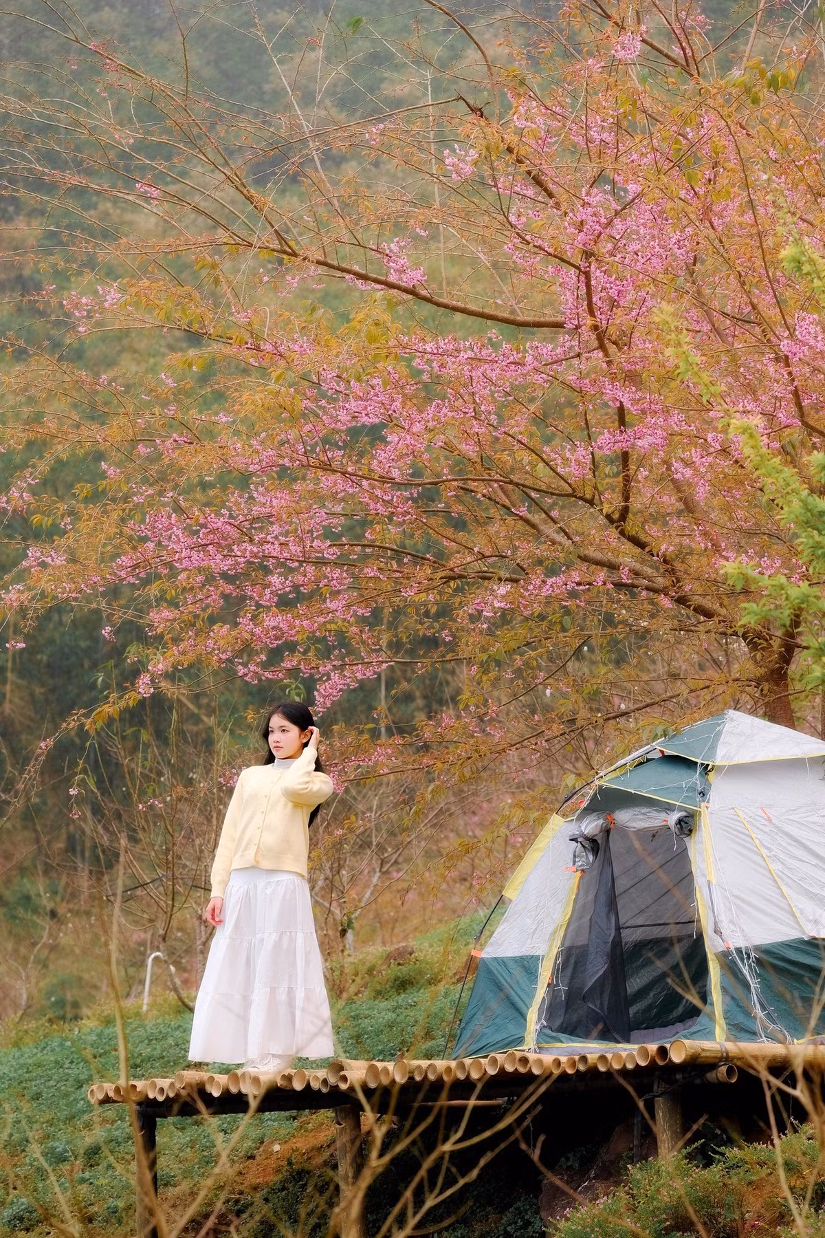 Theo người dân địa phương, mai anh đào ở xóm Mừng thường nở rộ từ cuối tháng Chạp đến cận Tết Nguyên đán. Năm nay, thời tiết lạnh khô, ít mưa giúp hoa nở đều, cánh dày và màu sắc tươi tắn hơn. “Khi trời hanh, nắng nhẹ ban ngày, đêm lạnh sâu, hoa sẽ nở thành từng tán lớn, phủ kín lối đi. Đây cũng là lúc cảnh đẹp nhất trong năm”, một người dân chia sẻ. Ảnh Phạm Hiếu