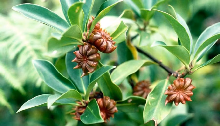 Từ một loại gia vị quen thuộc trong ẩm thực, hoa hồi đang dần trở thành mặt hàng xuất khẩu có giá trị cao của Việt Nam khi nhu cầu toàn cầu liên tục gia tăng. Ảnh