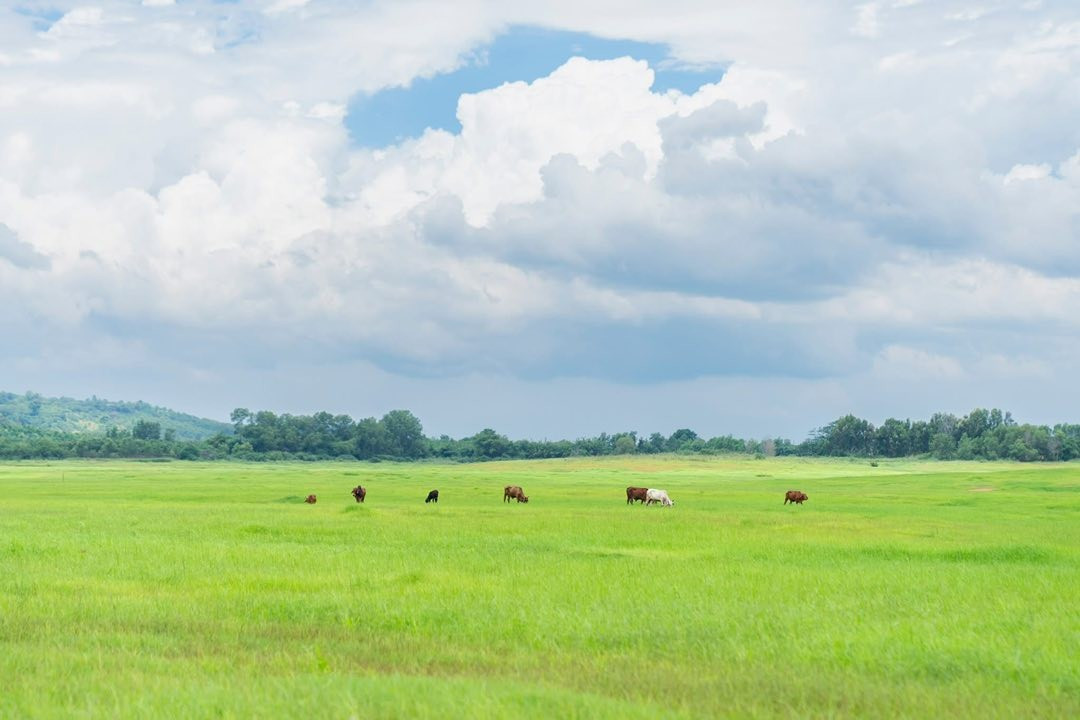 Thời điểm lý tưởng để khám phá “thảo nguyên” Trị An là từ tháng 6 đến hết tháng 8 hằng năm, khi mực nước hồ rút mạnh, để lộ những thảm cỏ xanh rì trải dài hút mắt. Ảnh Huynh Nguyen Hoang Linh ho-tri-an4.jpg