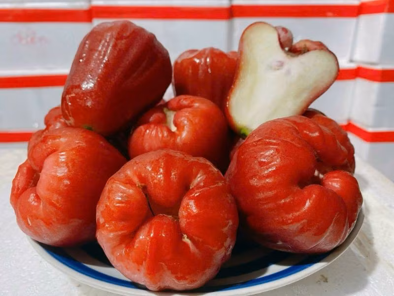 Nhờ hàm lượng nước chiếm đến hơn 90%, roi giúp cơ thể no nhanh mà không nạp nhiều calo. Một phần nhỏ quả roi chỉ chứa khoảng 25 calo, rất lý tưởng cho người đang ăn kiêng hoặc muốn kiểm soát cân nặng. Loại quả này hoàn toàn không chứa cholesterol, chất béo và giúp thanh lọc cơ thể sau những bữa ăn nhiều dầu mỡ. Ảnh minh hoạ