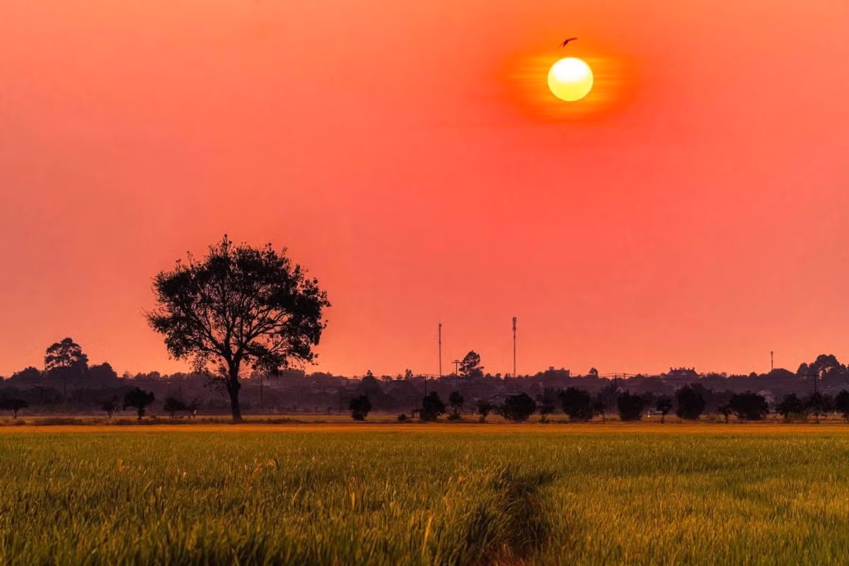 Cây “cô đơn” giữa con đường nhựa xuyên đồng hay góc cầu gỗ cong cong bắc qua dòng kênh nhỏ đều đã trở thành những biểu tượng sống ảo của địa phương, thu hút từng nhóm bạn trẻ, cặp đôi, gia đình về đây trải nghiệm.