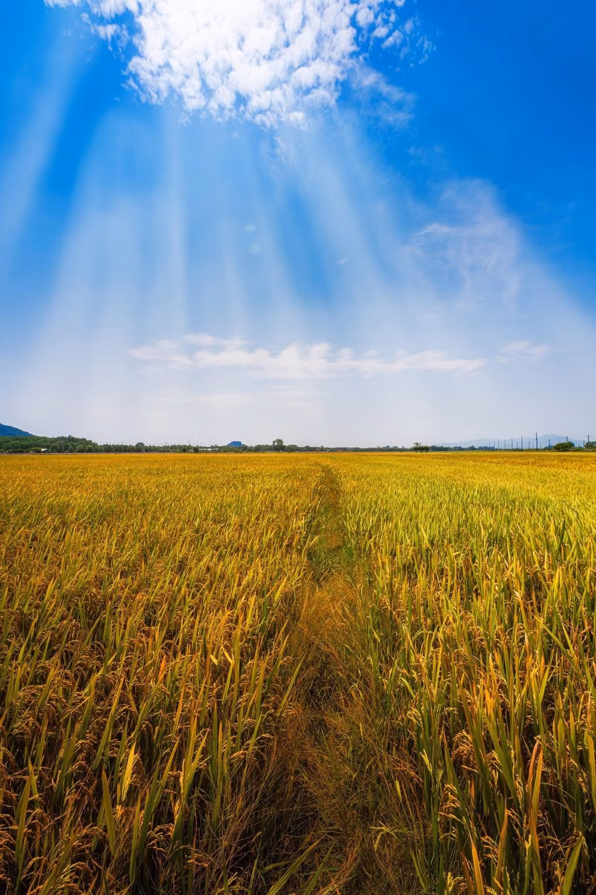 Trên các nền tảng mạng xã hội, những đoạn video ngắn và bộ ảnh được chụp tại An Nhứt liên tục được lan truyền, thu hút hàng chục nghìn lượt yêu thích. Đặc biệt, khung cảnh hoàng hôn đổ bóng xuống thảm lúa vàng khiến nhiều người ví nơi đây như “Tây Bắc giữa lòng miền Đông Nam Bộ”. Ảnh Trần Phương