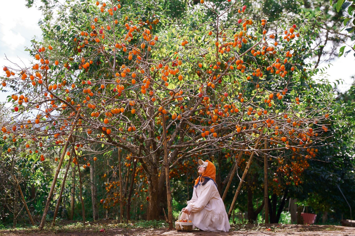 Không chỉ nổi tiếng với sương sớm trên các bản làng hay hoa anh đào khoe sắc, Măng Đen còn khiến du khách bất ngờ với những vườn hồng trĩu quả, lấp ló sau tán lá xanh mướt, như một món quà của thiên nhiên dành cho mùa thu. Ảnh Khánh Duy