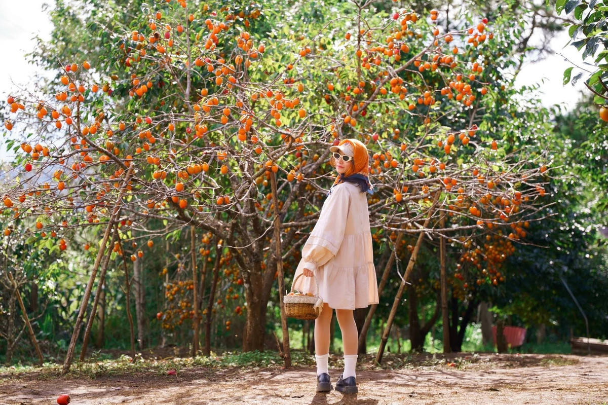 Hồng giòn đặc sản của vùng cao nguyên phát triển tốt nhờ khí hậu mát mẻ và thổ nhưỡng lý tưởng. Ảnh Khánh Duy