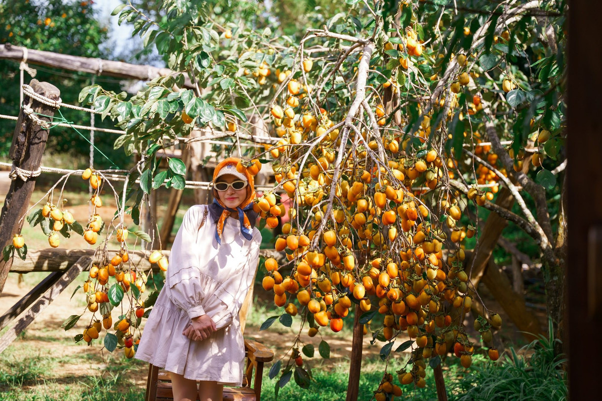 Tự tay chọn những quả hồng chín mọng và thưởng thức ngay tại vườn mang lại cảm giác thú vị, vừa vui chơi vừa hiểu hơn về quá trình chăm sóc của nông dân. Ảnh Khánh Duy