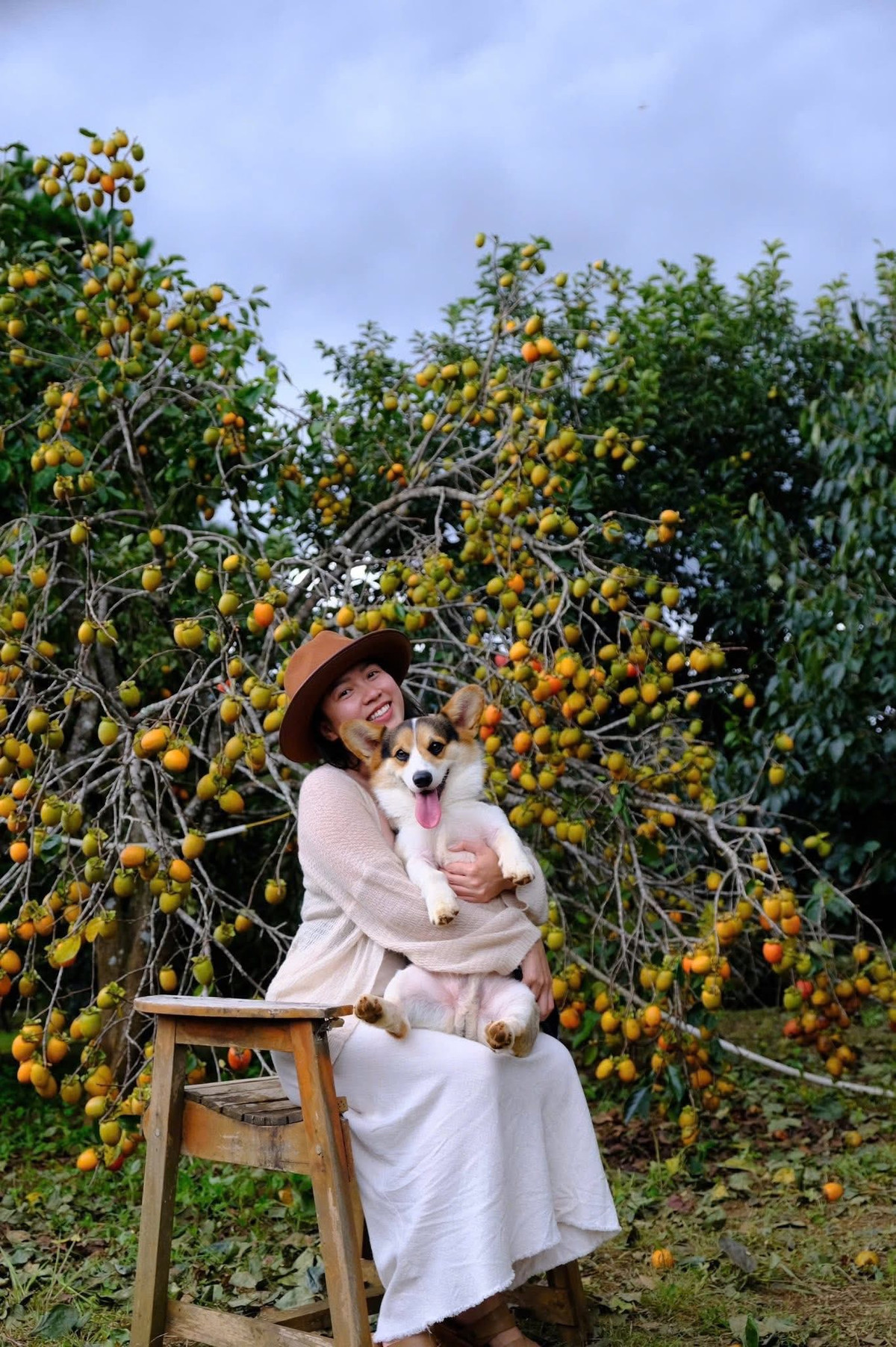 Thời điểm từ cuối tháng 9 đến đầu tháng 10 là lúc hồng chín rộ, ánh nắng thu nhẹ nhàng chiếu qua tán lá, khiến cả vườn sáng bừng sắc vàng cam rực rỡ. Ảnh Thổ Địa Măng Đen