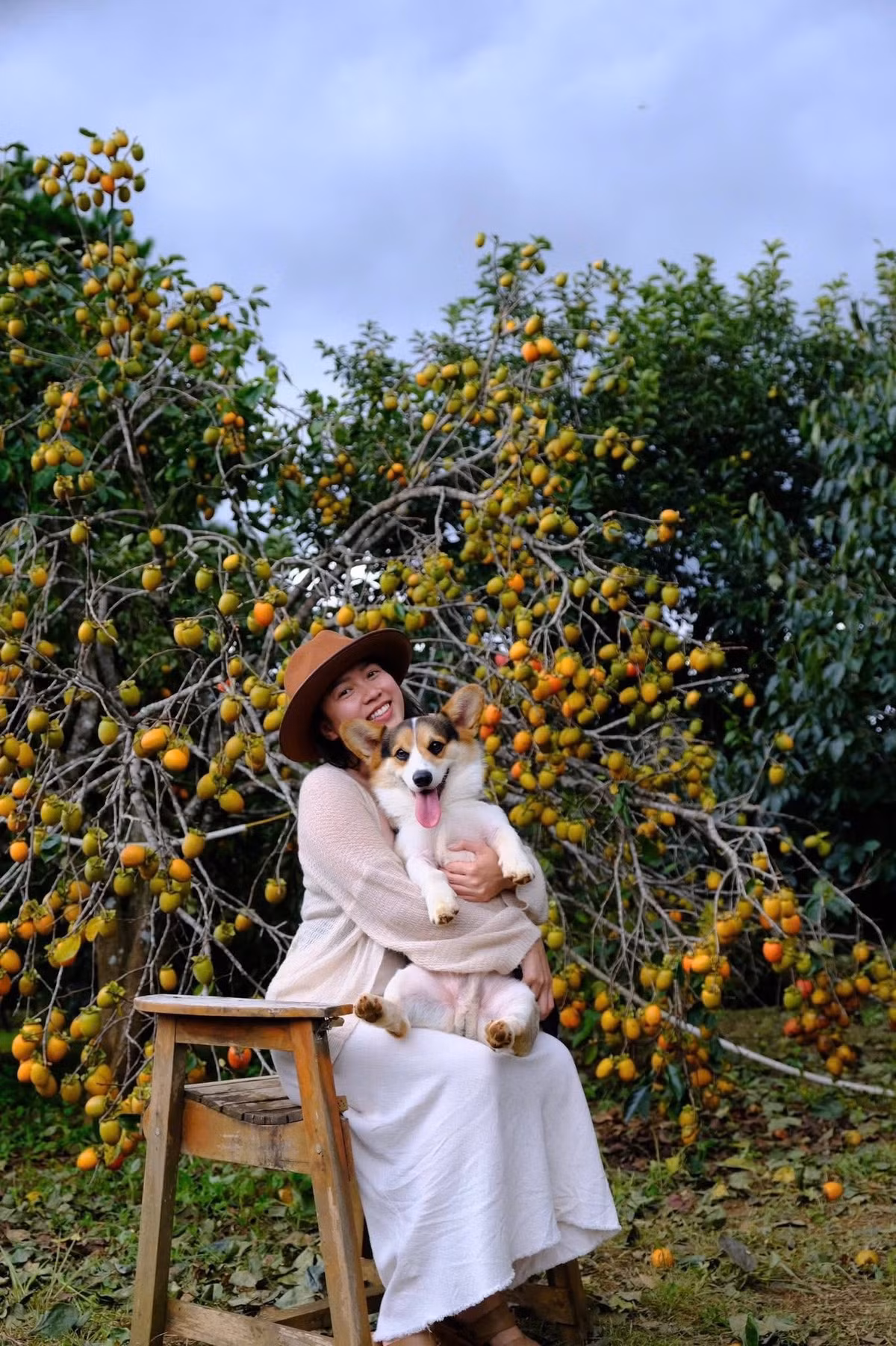 Thời điểm từ cuối tháng 9 đến đầu tháng 10 là lúc hồng chín rộ, ánh nắng thu nhẹ nhàng chiếu qua tán lá, khiến cả vườn sáng bừng sắc vàng cam rực rỡ. Ảnh Thổ Địa Măng Đen