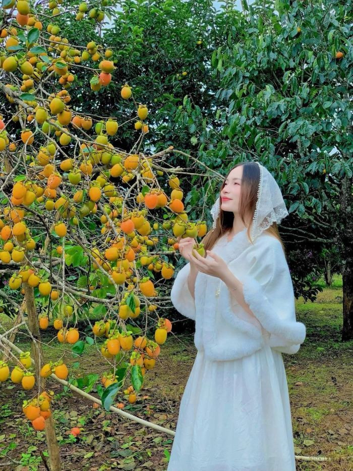 Để có những bức ảnh đẹp, thời điểm lý tưởng là buổi sáng sớm khi sương còn lơ lửng trên lá hoặc buổi chiều muộn với ánh sáng vàng ấm. Ảnh luhanhvietnam