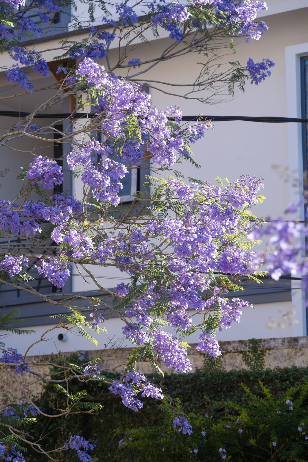 Ngày nay, phượng tím không chỉ là loài hoa tô điểm cảnh sắc mà còn trở thành “thương hiệu” du lịch theo mùa của Đà Lạt. Mỗi khi hoa nở rộ, nhiều du khách, đặc biệt là các bạn trẻ, lại rủ nhau lên Đà Lạt để săn ảnh. Từ sáng sớm đến chiều muộn, những con đường phủ đầy cánh tím luôn rộn ràng người dạo bước, chụp hình và tận hưởng không khí trong lành.