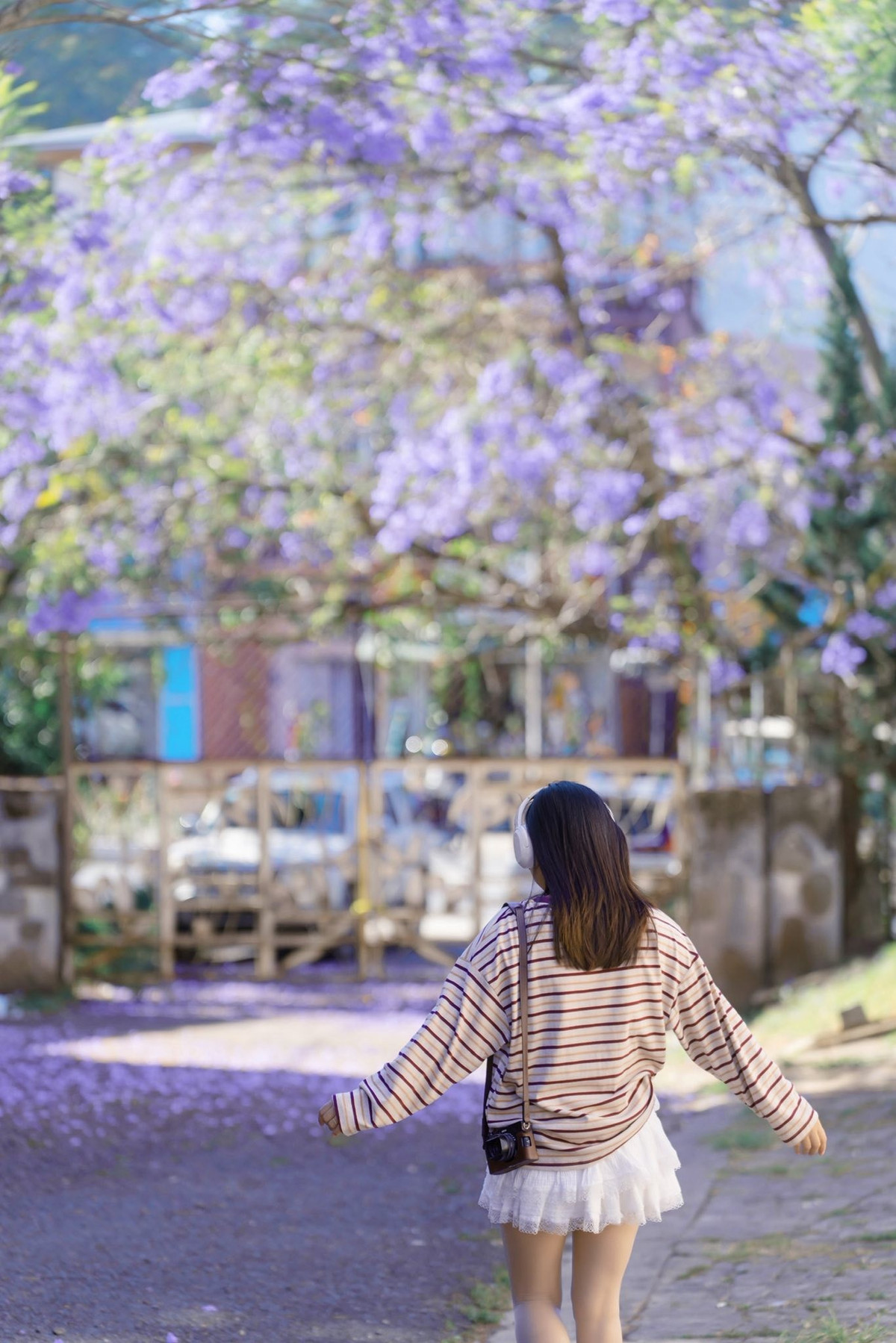 Những ngày này, nhiều con đường ở Đà Lạt ngập tràn sắc tím của hoa phượng, từ các khu dân cư yên tĩnh đến những tuyến phố quen thuộc. Hoa nở thành từng chùm lớn, buông rủ mềm mại trên tán cây, phủ xuống mặt đường một lớp cánh tím mong manh. Dưới ánh nắng cao nguyên trong trẻo, sắc tím càng trở nên trong veo, vừa đủ nổi bật giữa nền trời xanh, vừa đủ dịu dàng để gợi cảm giác bình yên đặc trưng của phố núi.