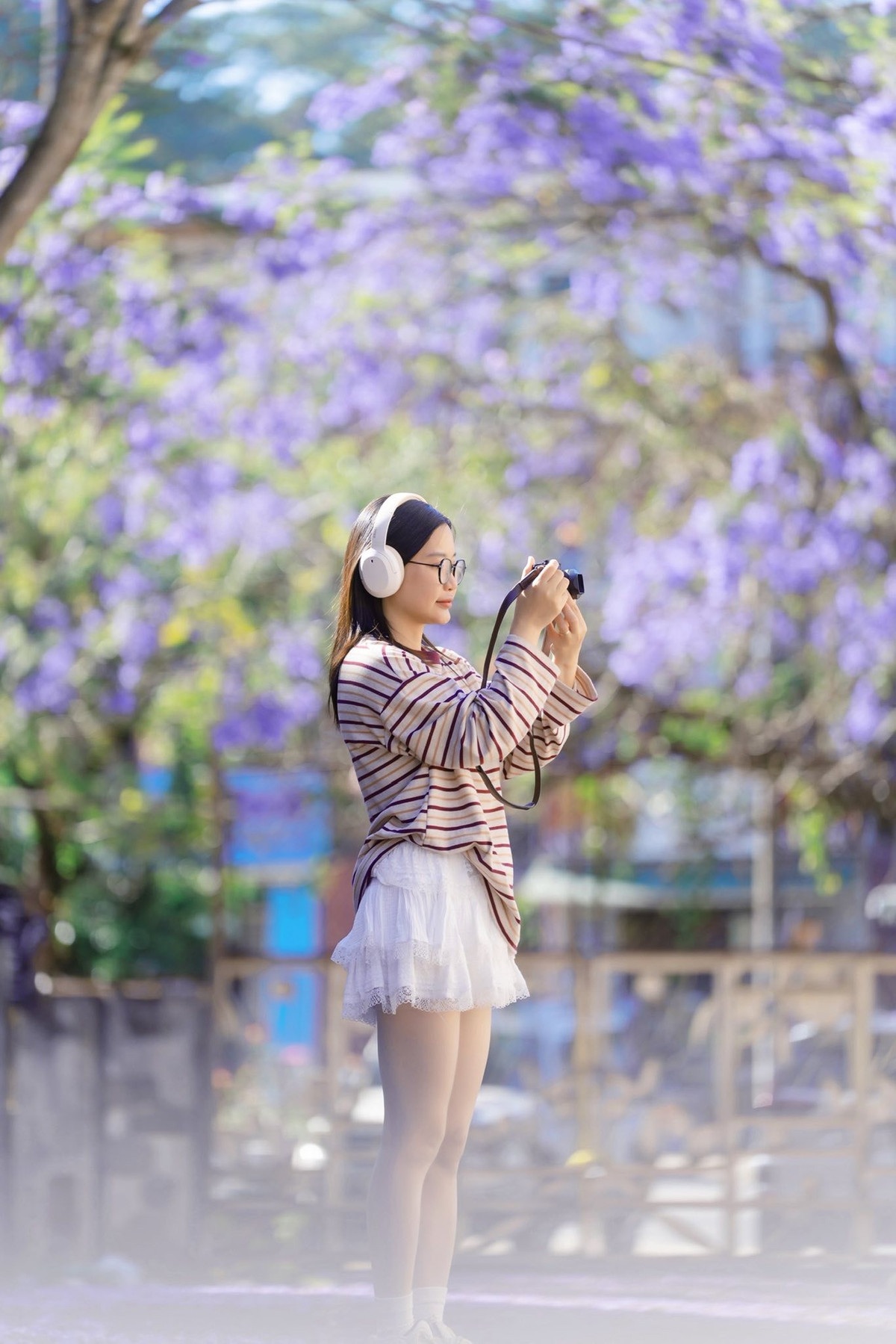 Từ những cây đầu tiên, phượng tím dần được nhân rộng và trở thành điểm nhấn độc đáo trong cảnh quan đô thị. Khoảng hơn 10 năm trở lại đây, loài hoa này được trồng nhiều hơn, góp phần làm phong phú thêm bản đồ mùa hoa vốn đã nổi tiếng của Đà Lạt.