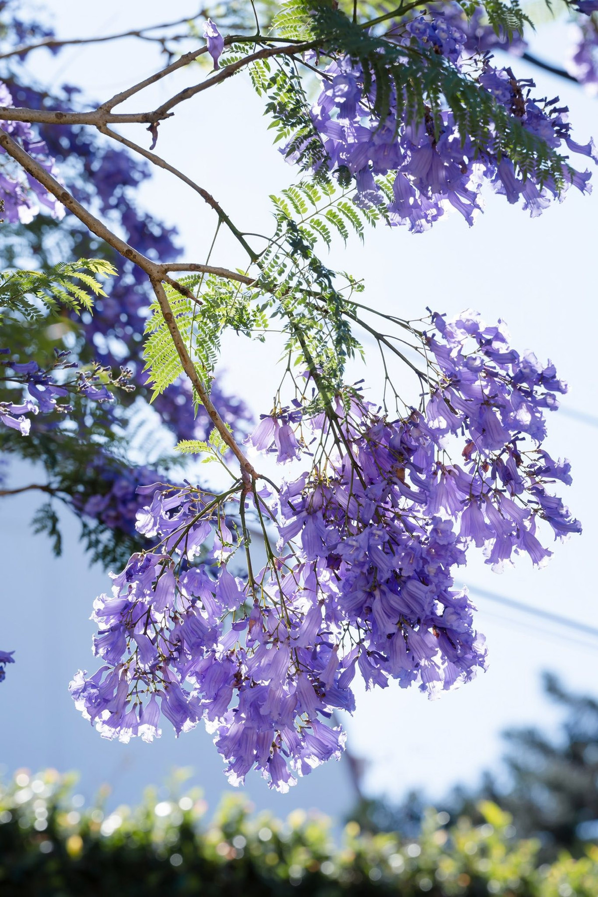 Phượng tím đã xuất hiện ở Đà Lạt từ nhiều thập kỷ trước. Theo các tài liệu ghi nhận, vào năm 1962, kỹ sư nông học Lương Văn Sáu đã mang giống hoa này từ châu Âu về trồng thử nghiệm tại thành phố.