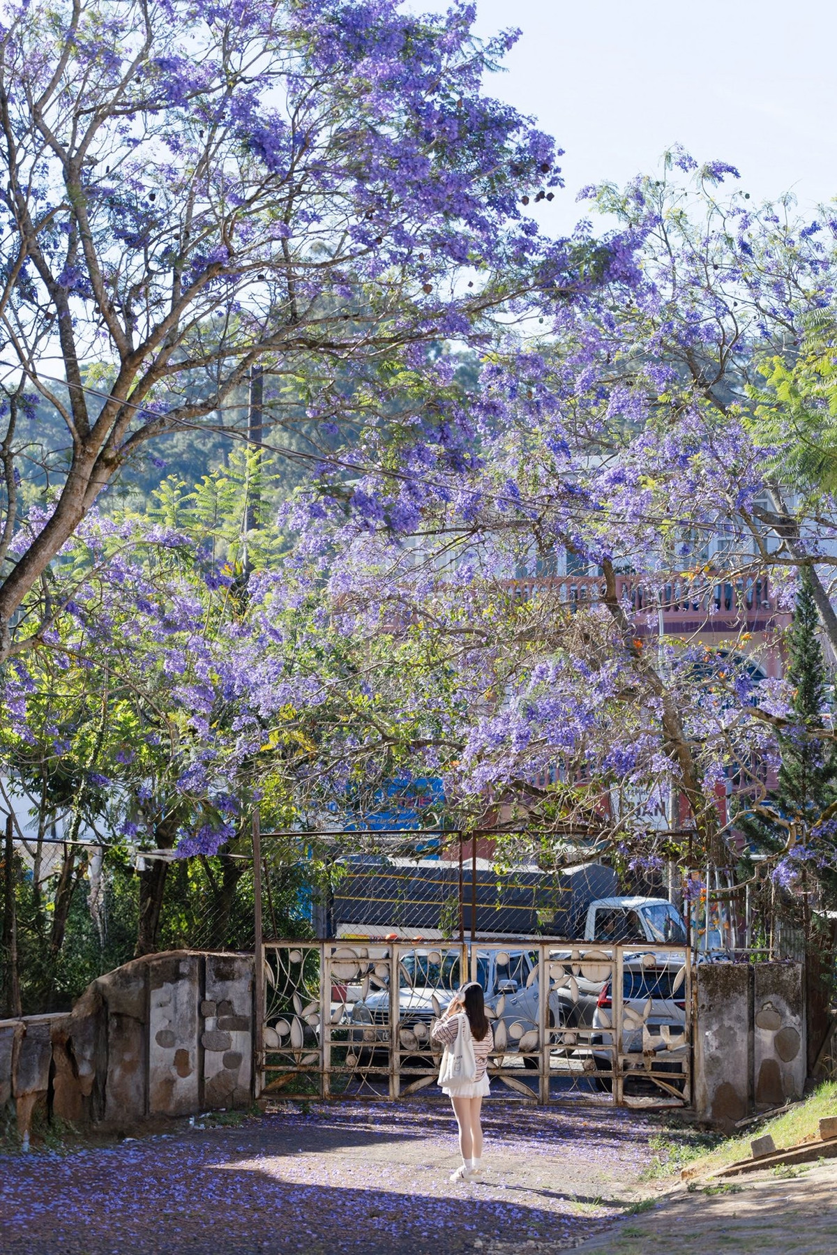 Giữa nhịp sống hiện đại, mùa phượng tím mang đến cho Đà Lạt một vẻ đẹp rất riêng không ồn ào nhưng đủ khiến người ta nhớ mãi. Đó là sắc tím dịu dàng trải dài trên những con dốc, là khoảnh khắc cánh hoa khẽ rơi trong nắng, là cảm giác bình yên len lỏi giữa không gian cao nguyên lộng gió. Nếu có dịp ghé thăm nơi đây vào những tháng đầu năm, đừng quên dành thời gian dạo bước dưới những tán phượng tím, để cảm nhận trọn vẹn nét lãng mạn rất riêng của Đà Lạt.